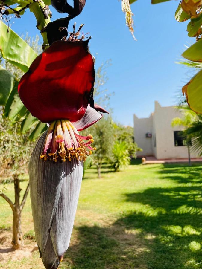 Villa Msholidays Victoria Privatisee Marrakech Marrakesh Extérieur photo